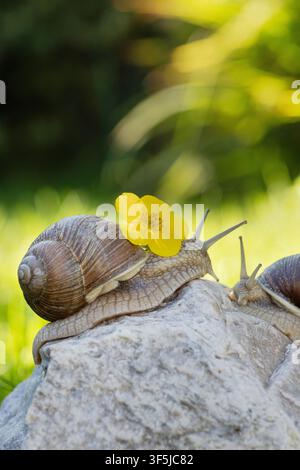 Close-up of two snails resting on a sunlit rock, one carrying a bright yellow flower on its shell. Natural spring garden scene with soft green bokeh b Stock Photo