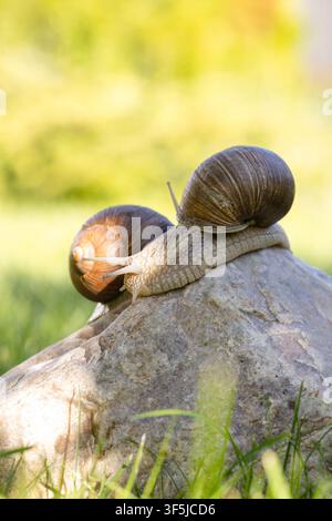Close-up of two snails resting on a sunlit rock in a green garden, showing detailed shells and soft bokeh background, evoking calm nature, slow moveme Stock Photo