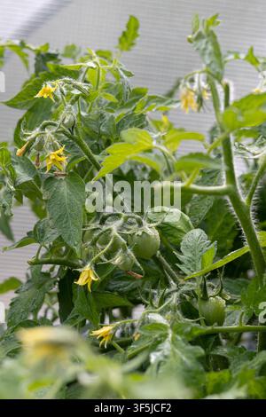 Close-up of a tomato plant with yellow blossoms and small green tomatoes growing on fuzzy stems and lush leaves, photographed outdoors in natural ligh Stock Photo