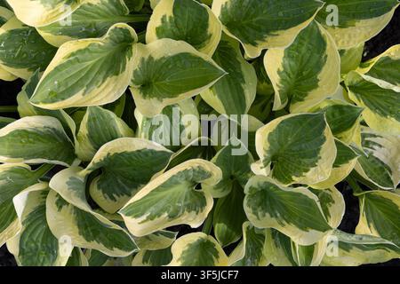 Close-up of lush variegated hosta foliage with green and creamy yellow leaves covered in fresh raindrops, creating a vibrant natural background in a s Stock Photo