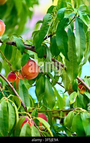 A close-up view of fresh, ripe peaches with red and yellow skin hanging abundantly on a fruit tree branch, surrounded by lush green leaves on a bright summer day. Stock Photo
