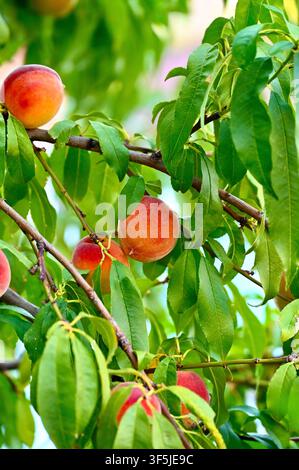 A close-up view of fresh, ripe peaches with red and yellow skin hanging abundantly on a fruit tree branch, surrounded by lush green leaves on a bright summer day. Stock Photo