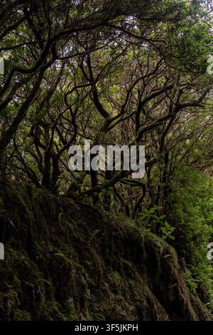 Dense ancient laurel trees with gnarled branches reaching towards the light. Their trunks and surrounding terrain heavily covered in thick green moss Stock Photo