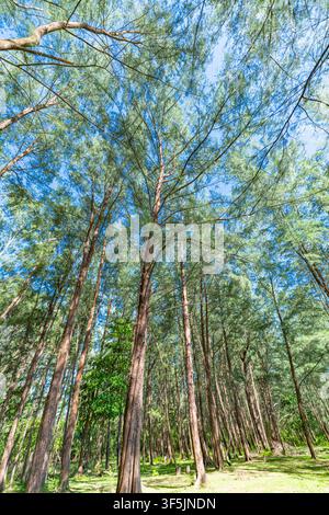 Looking up through a dense pine forest canopy with tall evergreen trees surrounding a vibrant blue sky. Peaceful woodland landscape perfect for nature Stock Photo