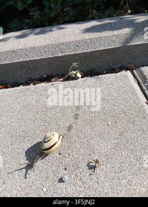 Close-up view of a tiny striped snail slowly crawling on a grey stone slab, leaving a wet glistening slime trail behind on a sunny day. Stock Photo