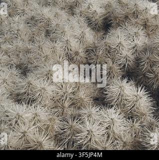 Close-up of white spiny cactus forming a dense natural texture at the Cactus Garden in Lanzarote, Canary Islands, creating an abstract botanical patte Stock Photo