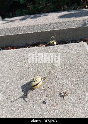 Detailed shot of a small garden snail crawling across a textured stone tile, casting a shadow under bright bright sunlight on a summer day. Stock Photo