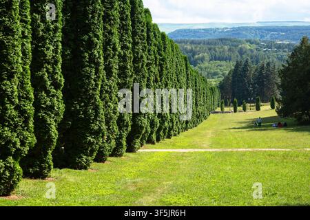 A wide landscape photograph featuring a long, straight row of tall, dense green coniferous trees forming a natural hedge on the left side. The trees c Stock Photo