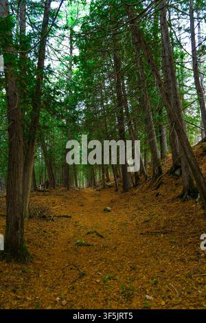 Low angle perspective of a quiet nature trail deep inside a northern evergreen forest Stock Photo