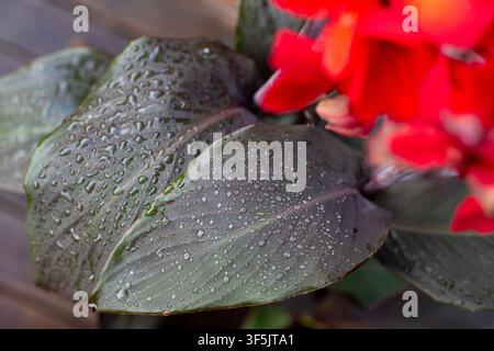 Raindrops on dark green leaves of red-flowered Canna plant after summer rain Stock Photo