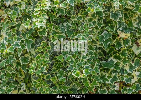 Dense variegated ivy with green and cream leaves forming a lush living wall, offering natural texture and vibrant foliage ideal for garden backgrounds Stock Photo