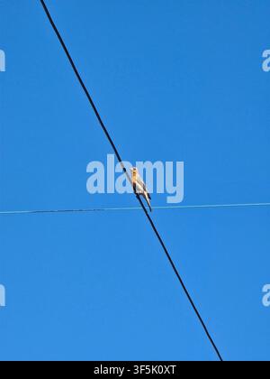 Small Songbird Perched on Utility Wire Against Clear Blue Sky with Copy Space Stock Photo
