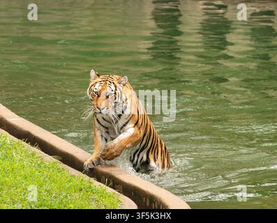 Tiger Emerging from Pond After a Quick Swim Stock Photo