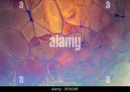 Colorful abstract macrophotograph of translucent polygon shapes in amber, violet, blue, and green hues, forming an iridescent textured pattern with lu Stock Photo