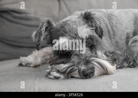 A cute miniature schnauzer dog lying down on a grey sofa, looking at the camera Stock Photo