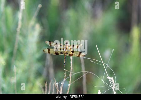 Halloween Pennant Dragonfly (Celithemis eponina) resting on a dry plant stem. Stock Photo