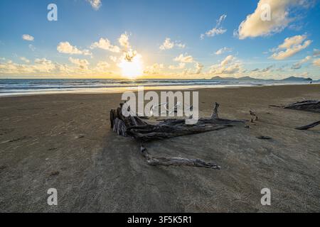 Tropical Beach Covered in Fallen Pine Logs. Large tree trunks resting along an eroded sandy beach, highlighting the impact of coastal erosion, rising Stock Photo