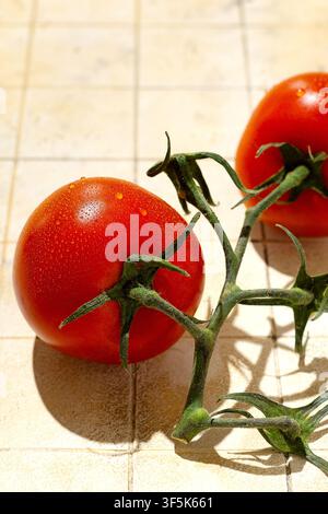 Close-up of ripe red tomatoes attached to a green vine, covered with fresh water droplets and resting on a sunlit beige tiled surface with natural sha Stock Photo