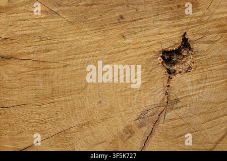 A cross-section of a tree trunk with a defect in the form of cracks and voids Stock Photo