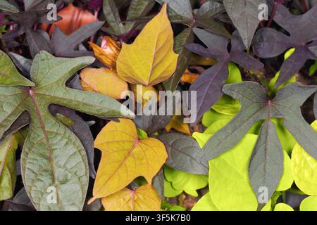Abstract floral background of colorful Ipomoea batatos leaves Stock Photo
