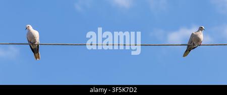 Eurasian  (Streptopelia decaocto) on an electric wire against a blue sky Stock Photo
