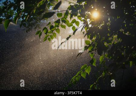 A downpour against a backdrop of green branches with the sun shining through them Stock Photo