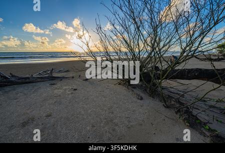 Tropical Beach Covered in Fallen Pine Logs. Large tree trunks resting along an eroded sandy beach, highlighting the impact of coastal erosion, rising Stock Photo