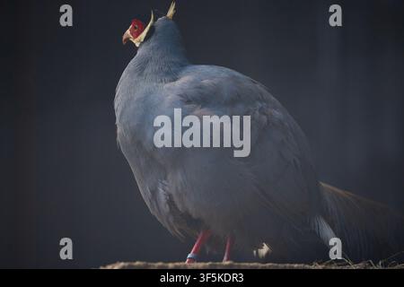 Blue eared pheasant Crossoptilon auritum standing on the ground in a zoopark Stock Photo