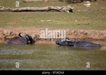 Domestic Water Buffalo Resting Near a Quiet Reservoir Stock Photo