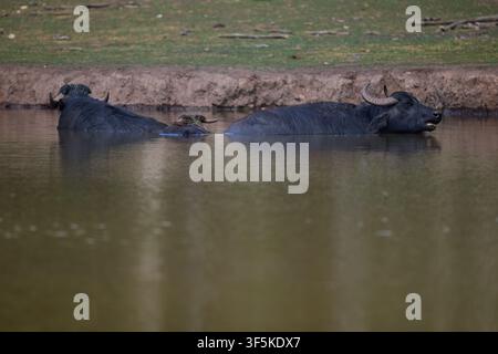 Domestic Water Buffalo Resting Near a Quiet Reservoir Stock Photo