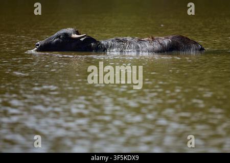 Domestic Water Buffalo Resting Near a Quiet Reservoir Stock Photo