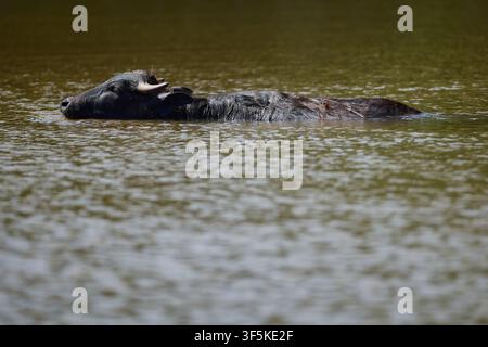 Domestic Water Buffalo Resting Near a Quiet Reservoir Stock Photo