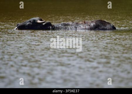 Domestic Water Buffalo Resting Near a Quiet Reservoir Stock Photo