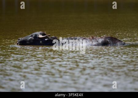 Domestic Water Buffalo Resting Near a Quiet Reservoir Stock Photo