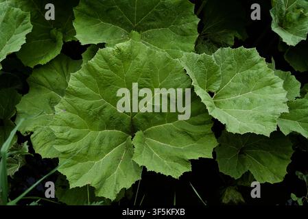 a top-down, full-frame photograph capturing the lush, detailed texture of large, vibrant green butterbur or burdock leaves overlapping one another. Stock Photo