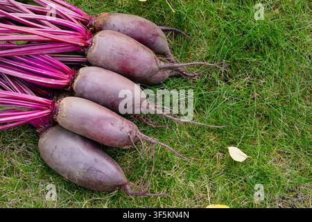 Bunch of harvested long beetroots (Cylindra variety) with leaves are harvested lying on the ground in green lawn grass with fallen yellow autumn leave Stock Photo