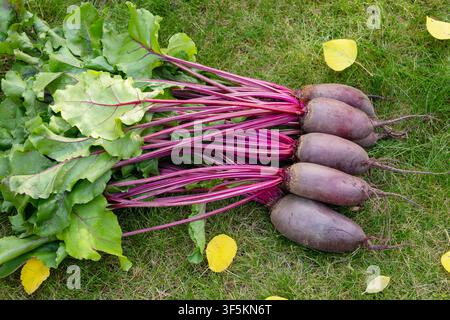 Bunch of harvested long beetroots (Cylindra variety) with leaves are harvested lying on the ground in green lawn grass with fallen yellow autumn leave Stock Photo