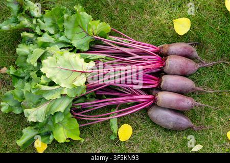 Bunch of harvested long beetroots (Cylindra variety) with leaves are harvested lying on the ground in green lawn grass with fallen yellow autumn leave Stock Photo