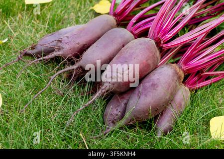 Bunch of harvested long beetroots (Cylindra variety) with leaves are harvested lying on the ground in green lawn grass with fallen yellow autumn leave Stock Photo