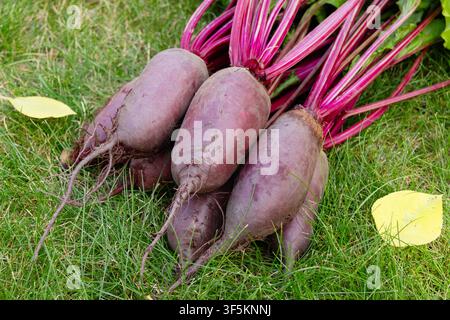 Bunch of harvested long beetroots (Cylindra variety) with leaves are harvested lying on the ground in green lawn grass with fallen yellow autumn leave Stock Photo