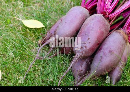 Bunch of harvested long beetroots (Cylindra variety) with leaves are harvested lying on the ground in green lawn grass with fallen yellow autumn leave Stock Photo