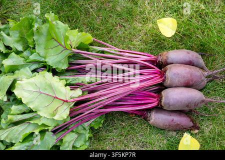 Bunch of harvested long beetroots (Cylindra variety) with leaves are harvested lying on the ground in green lawn grass with fallen yellow autumn leave Stock Photo