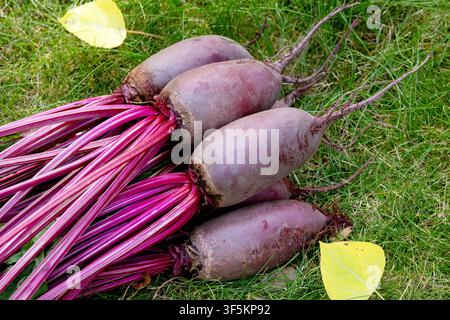 Bunch of harvested long beetroots (Cylindra variety) with leaves are harvested lying on the ground in green lawn grass with fallen yellow autumn leave Stock Photo