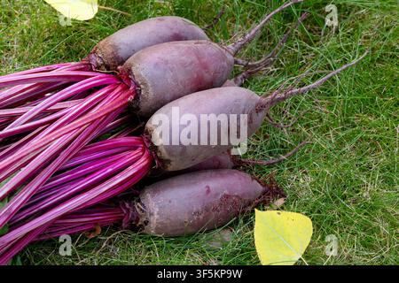 Bunch of harvested long beetroots (Cylindra variety) with leaves are harvested lying on the ground in green lawn grass with fallen yellow autumn leave Stock Photo