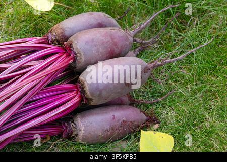 Bunch of harvested long beetroots (Cylindra variety) with leaves are harvested lying on the ground in green lawn grass with fallen yellow autumn leave Stock Photo