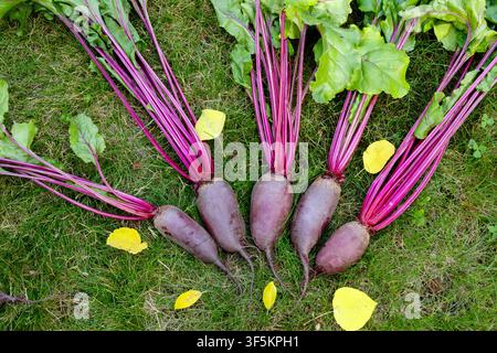 Bunch of harvested long beetroots (Cylindra variety) with leaves are harvested lying on the ground in green lawn grass with fallen yellow autumn leave Stock Photo