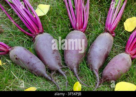 Bunch of harvested long beetroots (Cylindra variety) with leaves are harvested lying on the ground in green lawn grass with fallen yellow autumn leave Stock Photo