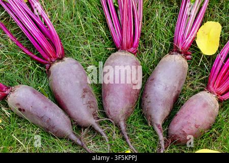 Bunch of harvested long beetroots (Cylindra variety) with leaves are harvested lying on the ground in green lawn grass with fallen yellow autumn leave Stock Photo