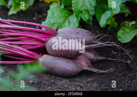Bunch of long beetroots (Cylindra variety) with leaves are harvested lying on the ground next to the row of growing beets in the garden. Stock Photo