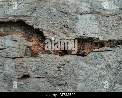 A macro shot of decaying tree bark featuring deep cracks, rough crevices, and exposed inner reddish-brown wood layers. Stock Photo